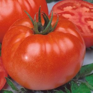 Tomatos