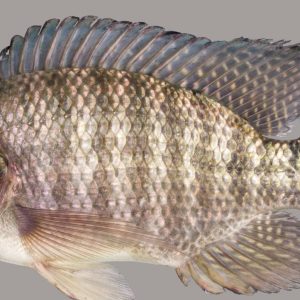 Nile Tilapia